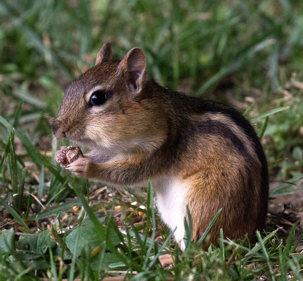 Chipmunk with acorn