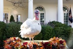 White House Turkey