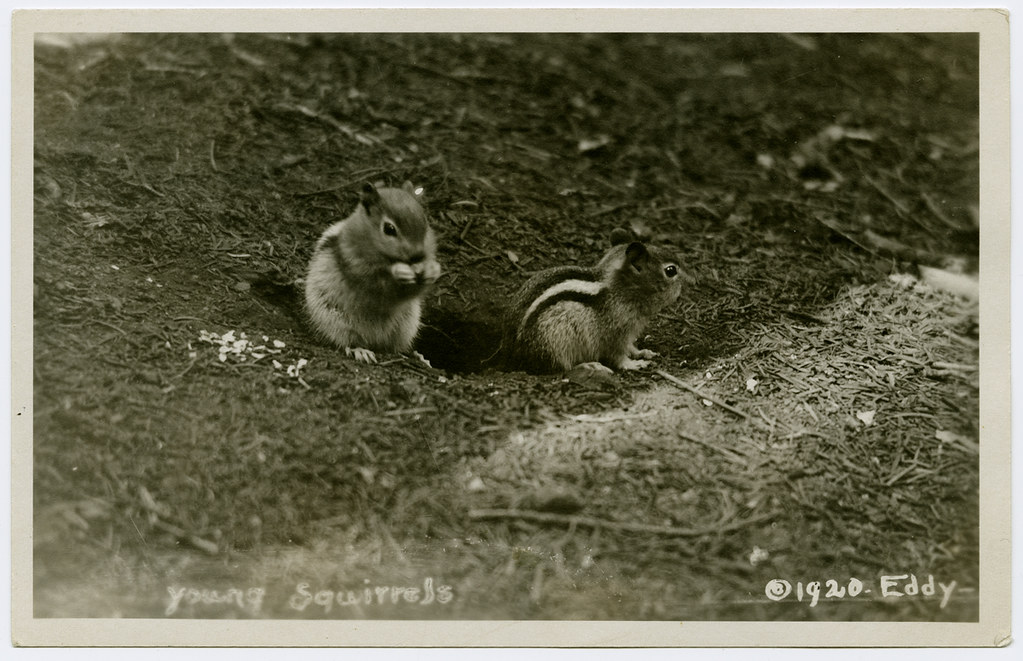 Young Squirrels
