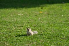 Chipmunk in grass