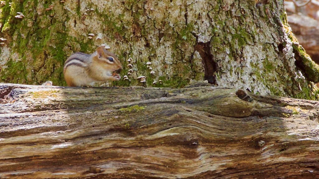 Chipmunk on a log